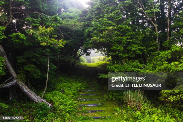 green tunnel at hiking trail - backlight　green ストックフォトと画像