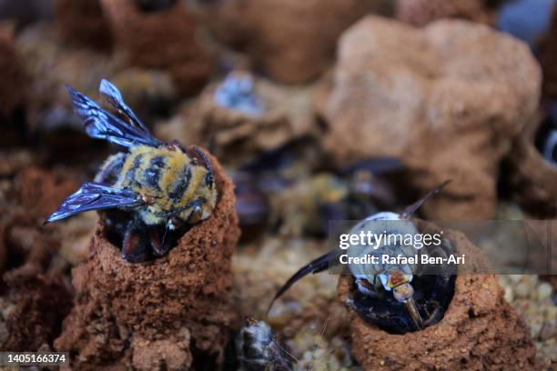 amegilla dawsoni bees in western australia - giant bee stock pictures, royalty-free photos & images