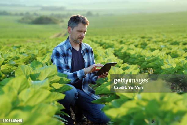 farmer with a digital tablet examining the development of sunflower crops in his field - farmer tablet stock pictures, royalty-free photos & images