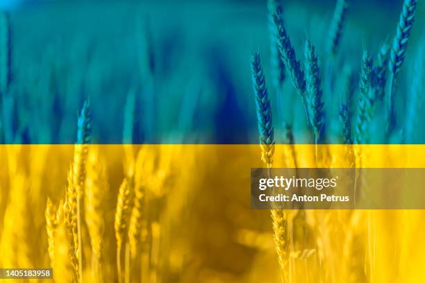 wheat on the background of the flag of ukraine. grain crisis in the world - koerner stock-fotos und bilder