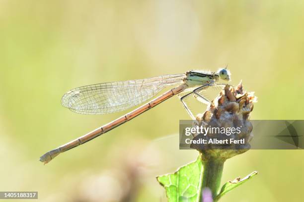 libelle auf einer knospenden flockenblume - libelle stock pictures, royalty-free photos & images