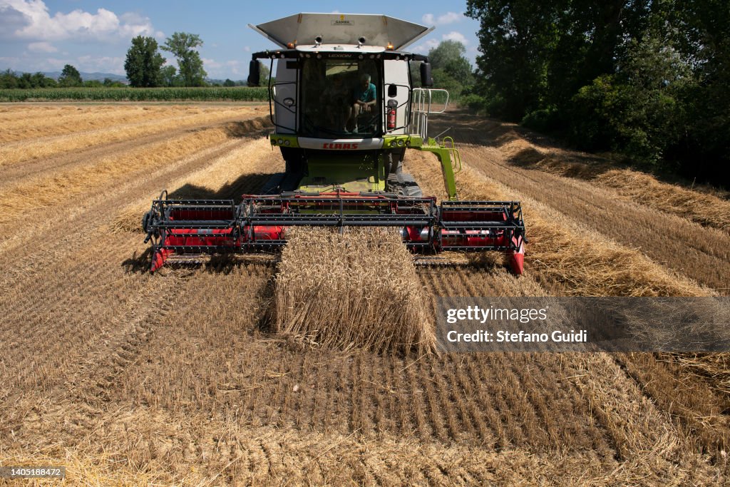 Drought Slashes Italian Wheat Harvest Of 2022