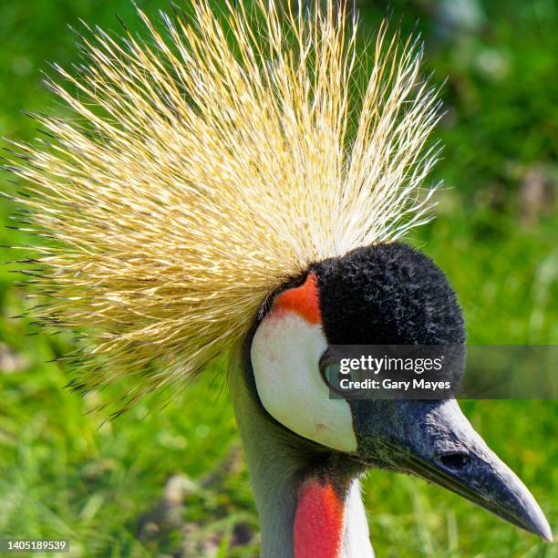 grey crowned crane bird - grulla coronada fotografías e imágenes de stock