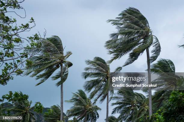 group of coconut palm trees blown in the strong wind of tropical storm - kokospalme stock-fotos und bilder