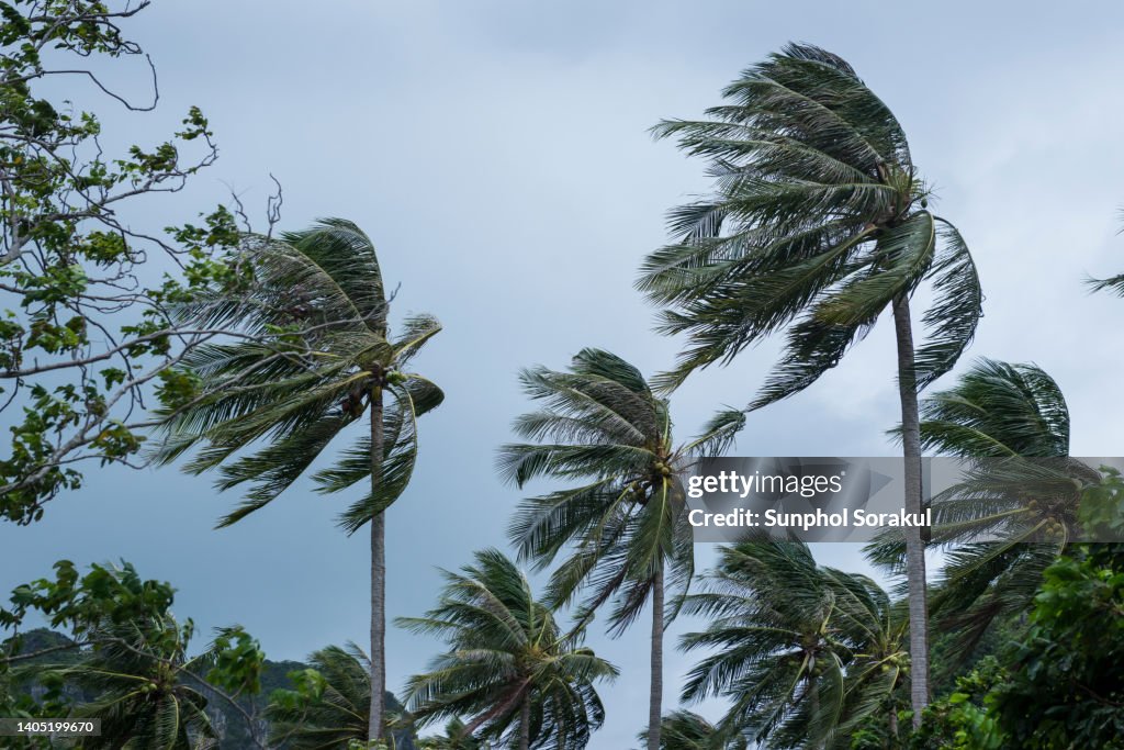 Group of Coconut palm trees blown in the strong wind of tropical storm