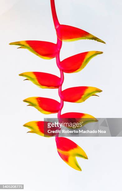 false bird of paradise - hawaiian heliconia stock pictures, royalty-free photos & images