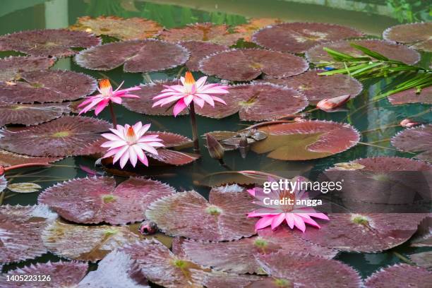 pink lotus in pond at kebun raya bogor, indonesia - aquatic organism fotografías e imágenes de stock