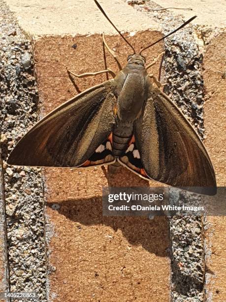 sphinx moth - sphinx moth stock pictures, royalty-free photos & images