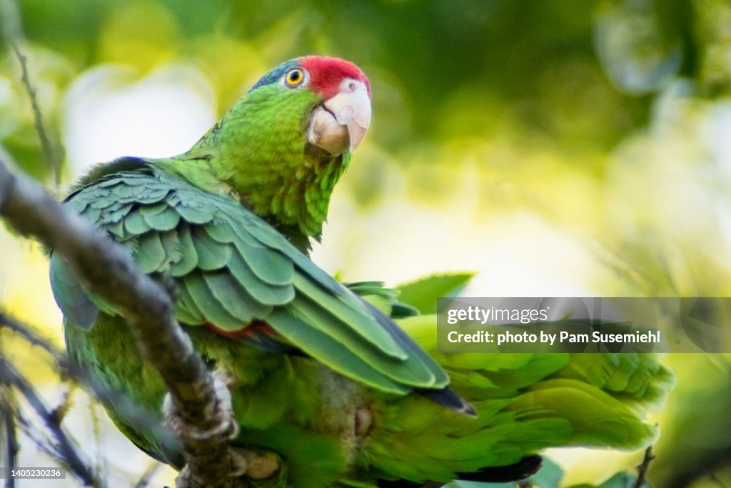 Red-Crowned Parrot Perched in Tree