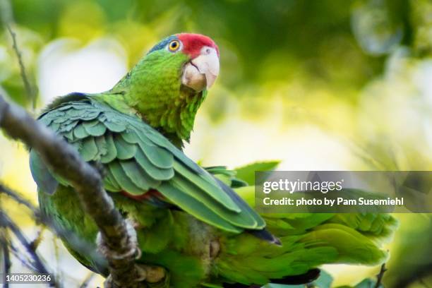 red-crowned parrot perched in tree - red crowned amazon stock pictures, royalty-free photos & images