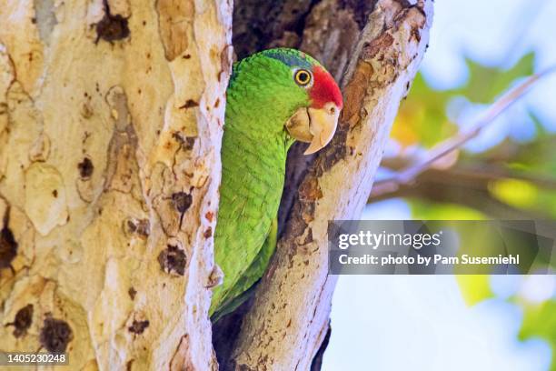 red-crowned parrot checking out possible nesting site - red crowned amazon stock pictures, royalty-free photos & images