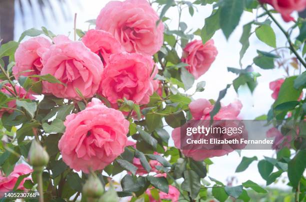 Spanish Red Roses 36,170 Spanish Rose Stock Photos, High-Res Pictures, and Images - Getty ...