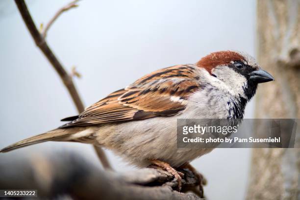 close-up of male house sparrow perched on branch - mannetje stockfoto's en -beelden