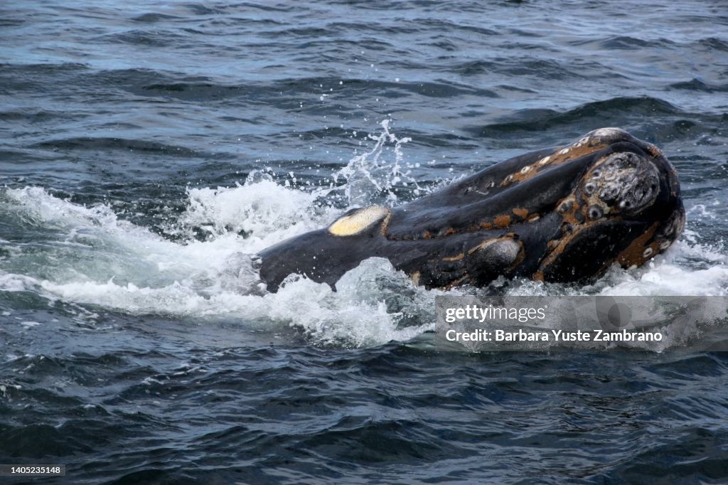 Bowhead Whale High-Res Stock Photo - Getty Images