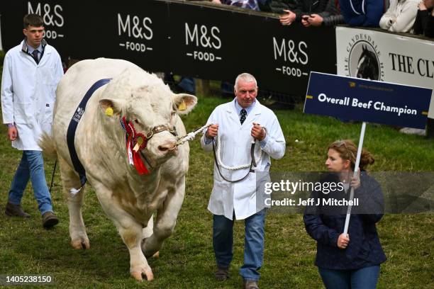 Andrew Reid and six-year-old Charolais, Maerdy Morwr overall champion during the rand parade of the Royal Highland Show at the Royal Highland Centre...