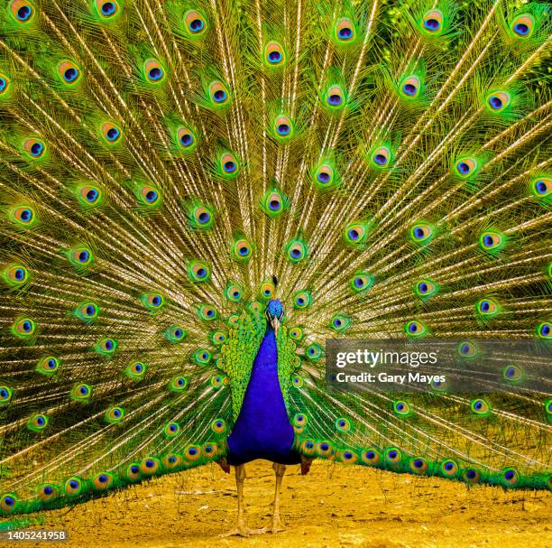 peacock feathers on display - pavone foto e immagini stock