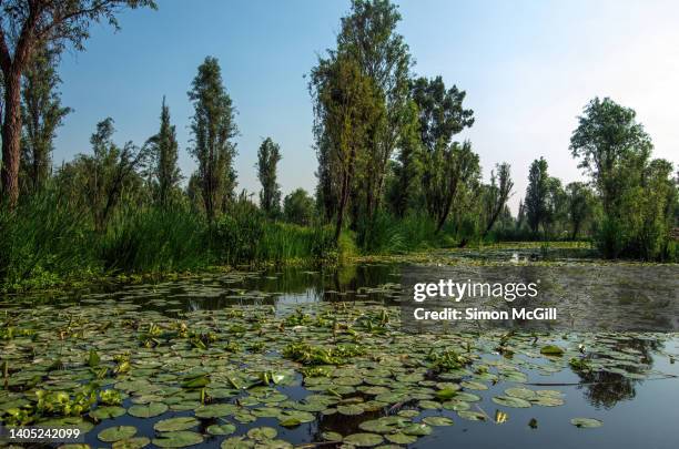 waterlilies carpet the surface of a canal at xochimilco, mexico city, mexico - xochimilco stock pictures, royalty-free photos & images