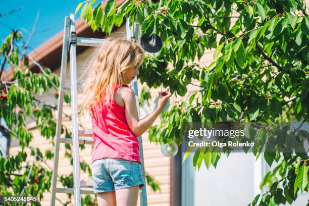 little  girl picking up cherry from the tree brunches, staying on stairs in countryside on summer holidays - tree farm stockfoto's en -beelden
