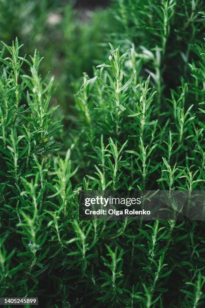 close-up macro photo of rosemary brunches, full frame background - wacholderbeeren stock-fotos und bilder