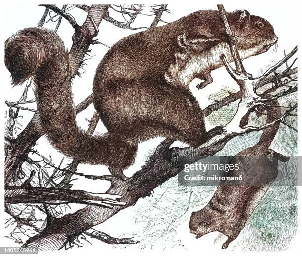 3,342 Arboreal Animals Photos and Premium High Res Pictures - Getty Images 3,342 Arboreal Animals Photos and Premium High Res Pictures - Getty Images
