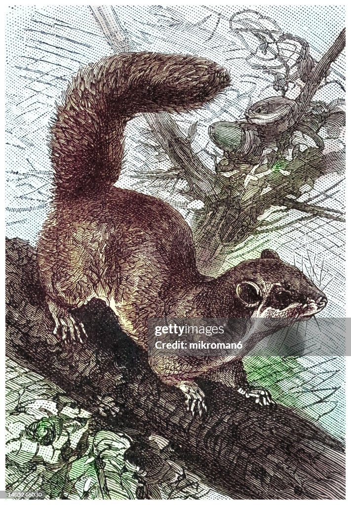 Old engraved illustration of European edible dormouse or European fat dormouse (Glis glis)