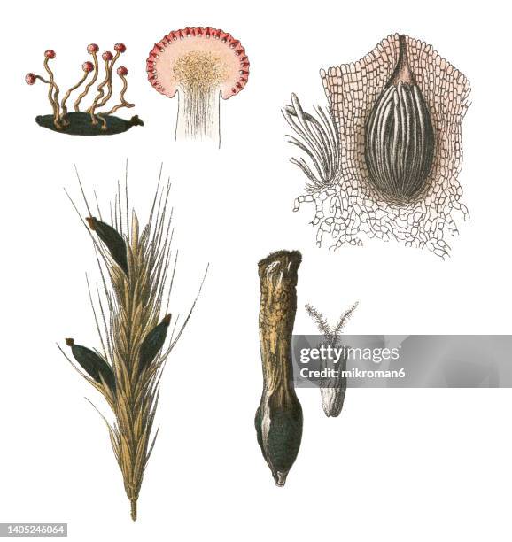 old engraved illustration of plant diseases - claviceps purpurea is an ergot fungus that grows on the ears of rye and related cereal and forage plants - claviceps purpurea stock pictures, royalty-free photos & images
