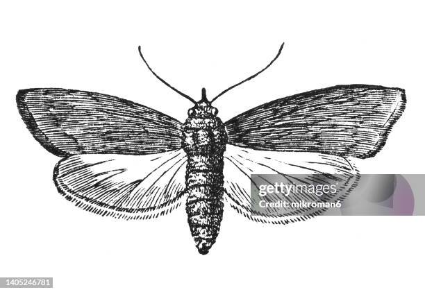 old engraved illustration of bee moth and bumble bee wax moth (aphomia sociella) - motte stock-fotos und bilder