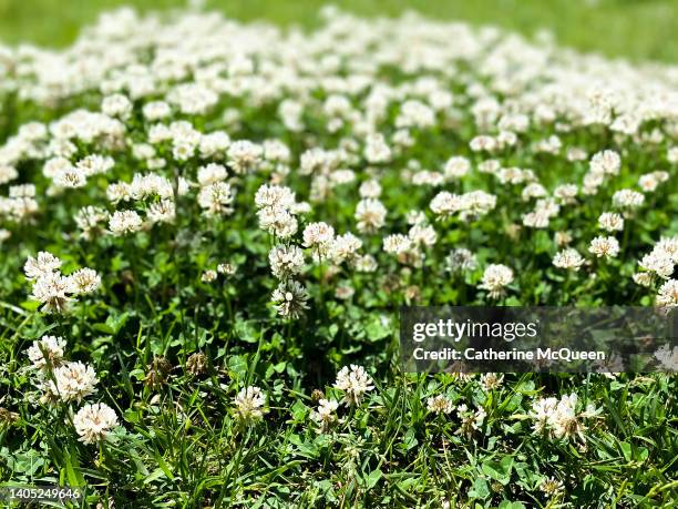 oh clover! pretty patch of wildflowers - shamrock stock pictures, royalty-free photos & images