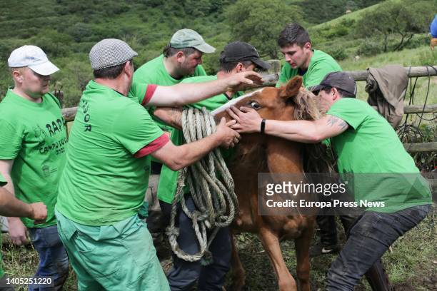 Horses and 'aloitadores' or grabbers at the Rapa das Bestas de Campo de Oso, on 26 June, 2022 in Mondoñedo, Lugo, Galicia, Spain. This annual...
