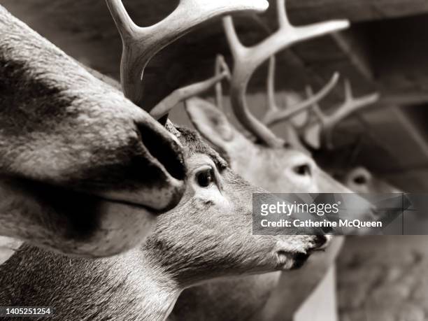 row of taxidermy deer head mounts with diminishing perspective - mule deer stock-fotos und bilder