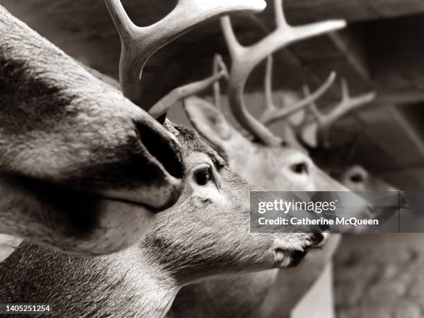 row of taxidermy deer head mounts with diminishing perspective - stag stock pictures, royalty-free photos & images