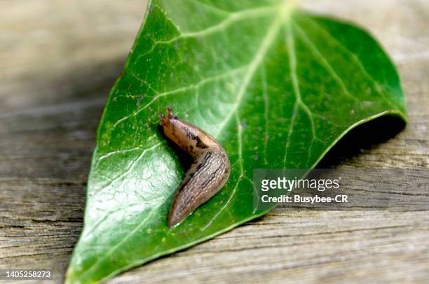 garden slug on a green leaf - slugs stockfoto's en -beelden
