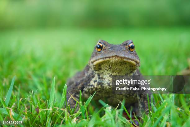 toad - common toad stock pictures, royalty-free photos & images