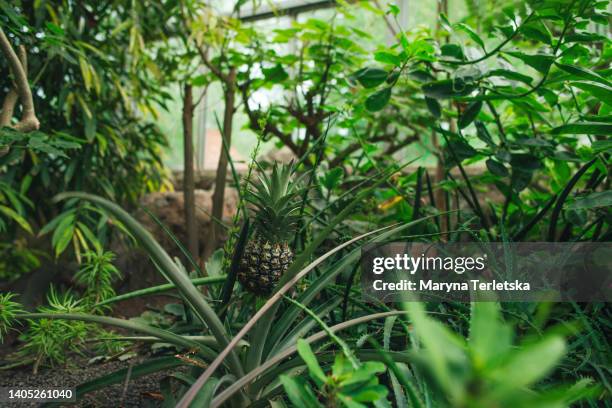 pineapple bush with fruit. pineapple grows in a greenhouse. tropical climate. tropical fruits. - dole stock pictures, royalty-free photos & images