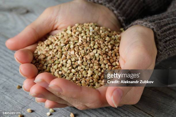 green buckwheat in the palms of a girl on the background of a wooden table. a woman holds buckwheat in her hands for germination. the concept of healthy nutrition, harvest. from the farm to the table. - buckwheat stock pictures, royalty-free photos & images