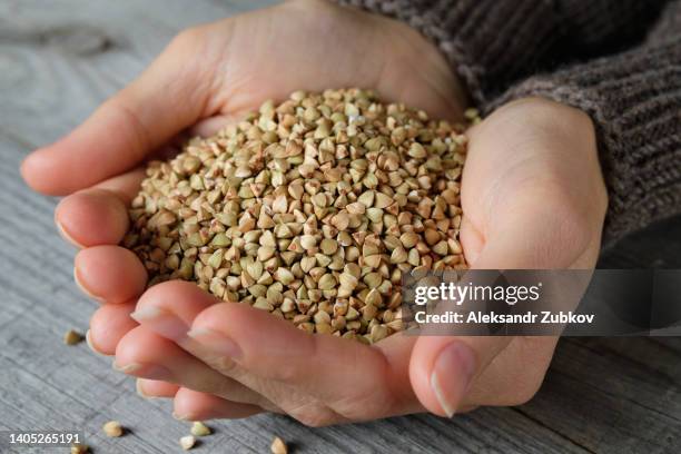 green buckwheat in the palms of a girl on the background of a wooden table. a woman holds buckwheat in her hands for germination. the concept of healthy nutrition, harvest. from the farm to the table. - buckwheat - fotografias e filmes do acervo