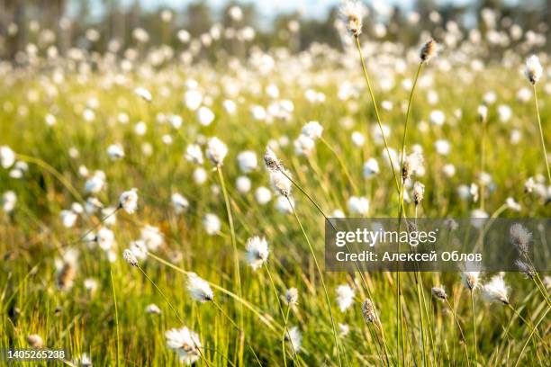 summer karelian landscape. cotton grass flowers in the karelian swamp at sunset. - peach tranquility stock pictures, royalty-free photos & images