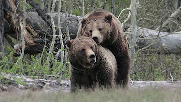 Accouplement 16 117 Accouplement Animal Vidéos, séquences et vidéos 4K - Getty Images