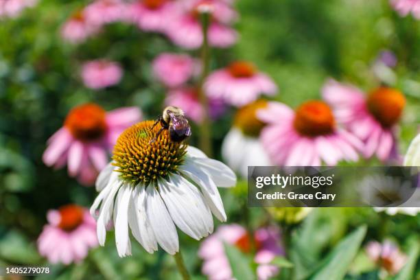 bee lands on white coneflower - ornamental plant stock pictures, royalty-free photos & images