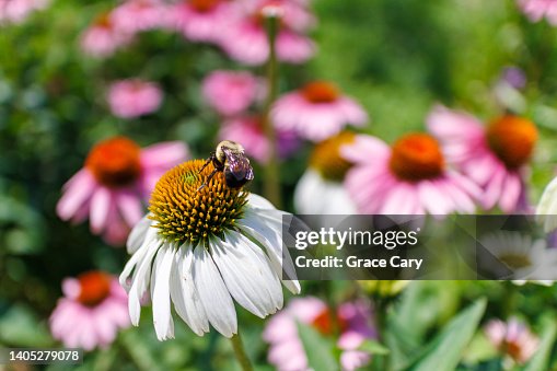 Bee Lands on White Coneflower Bee Lands on White Coneflower