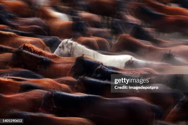 gran grupo de caballos salvajes corriendo juntos - caballo blanco fotografías e imágenes de stock