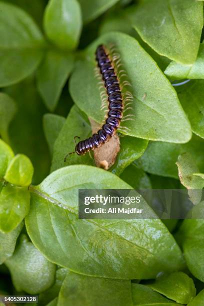 centipede on leaves - centipede stock pictures, royalty-free photos & images