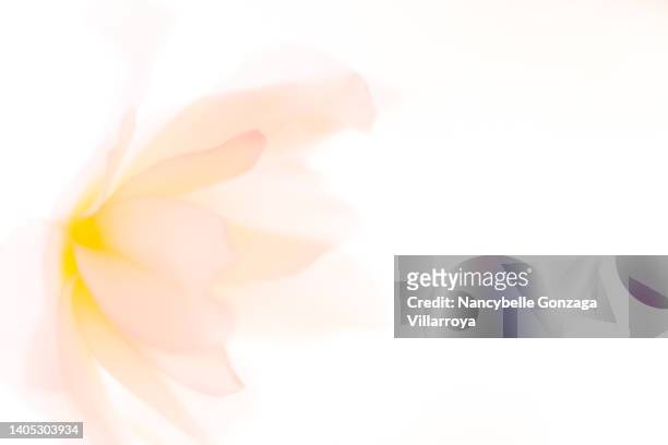 close up  of a dreamlike begonia flower in high key - faded condition stockfoto's en -beelden