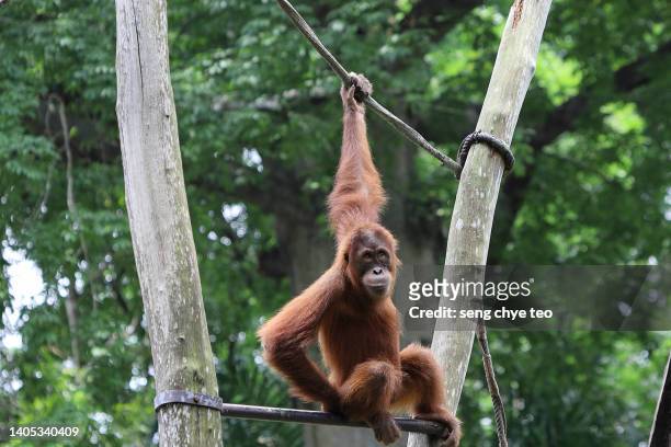leisure activity of a young orang utan series. - 2022 a funny thing stock pictures, royalty-free photos & images