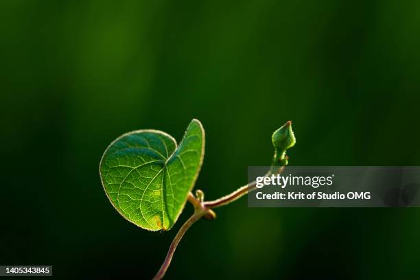 a little new green leaf on the shoot of vine - sapling stock pictures, royalty-free photos & images