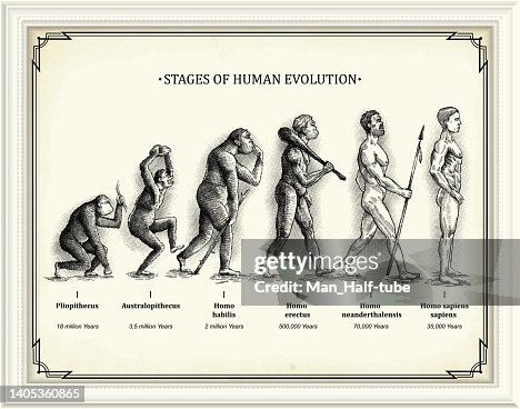 Stages of human evolution Stages of human evolution