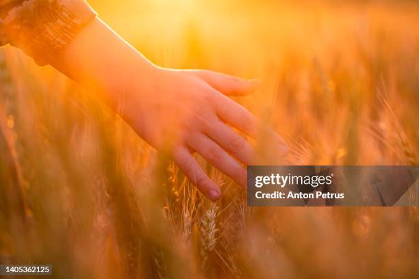 hand touching wheat at sunset closeup. world grain export - food crisis stock pictures, royalty-free photos & images