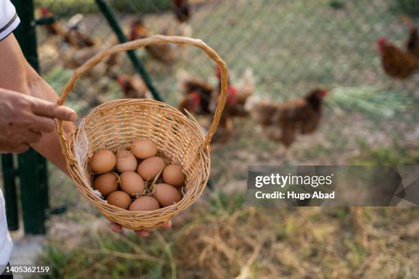 basket of organic eggs. - free range chicken stock-fotos und bilder