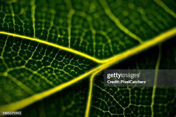 diagonal high contrast leaf vein detail - leaf epidermis stock pictures, royalty-free photos & images