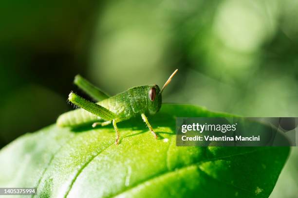 cricket on basil - basil stock pictures, royalty-free photos & images